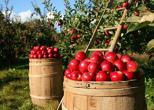 Городской праздник сегодня отменили, но жителей приглашают освятить яблоки 