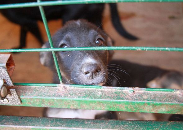 Краснотурьинцам предлагают завтра сдать макулатуру, чтобы помочь бездомным животным