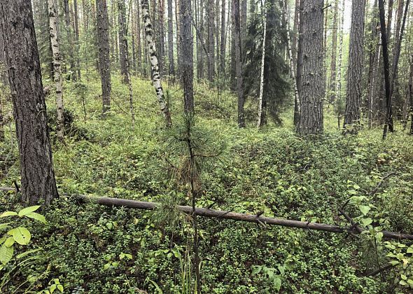 Жителей Краснотурьинска просят не ходить в лес у «Пещерного» из-за взрывов на карьере