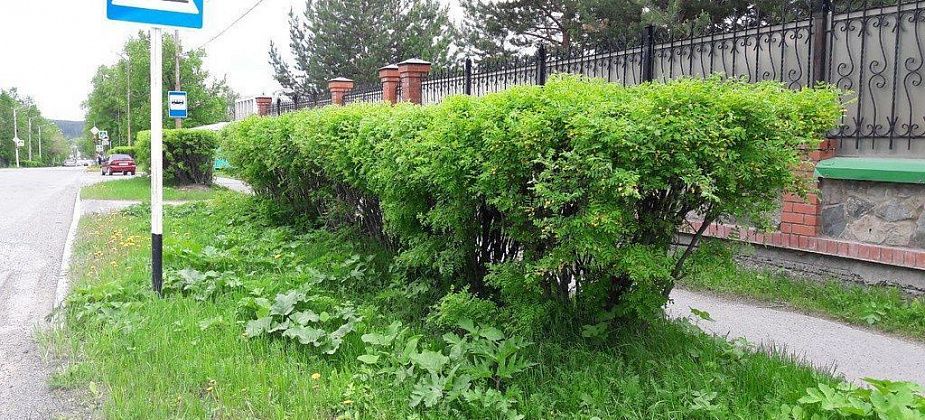 Бюджету не получилось сэкономить на подрезке кустарников