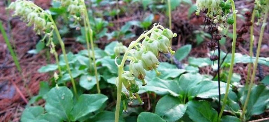 Блог. Александр Меркер: «Ликбез по растениям – одноцветка обыкновенная и Ортилия однобокая»