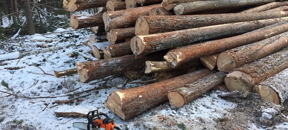 За вырубку леса вблизи Краснотурьинска оштрафовали на 600 тысяч рублей