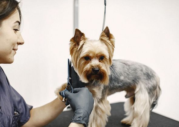 «Народный выбор»: краснотурьинцы выберут лучших предпринимателей города