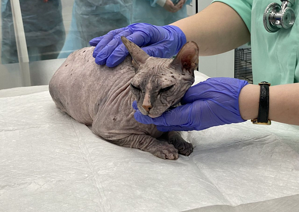 За год в Краснотурьинске бесплатно стерилизовали более 1300 кошек и собак 