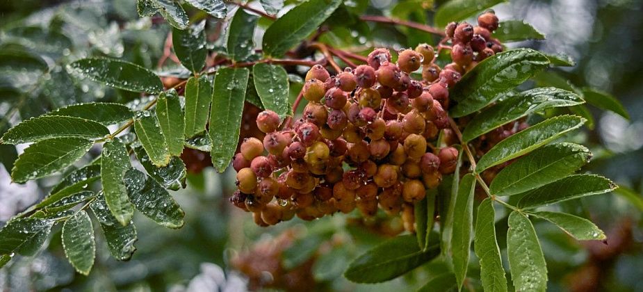 В Краснотурьинске пройдет фольклорный праздник «Уральская рябина»