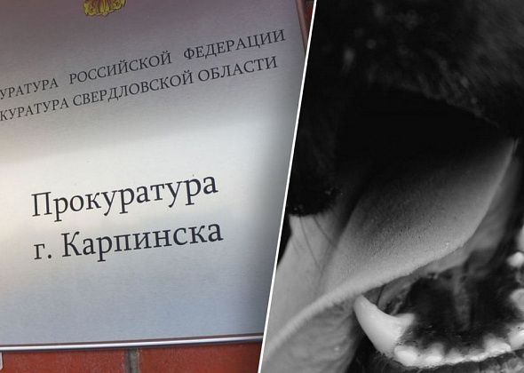 Прокуратура проводит проверку по факту нападения собаки на 10-летнего мальчика