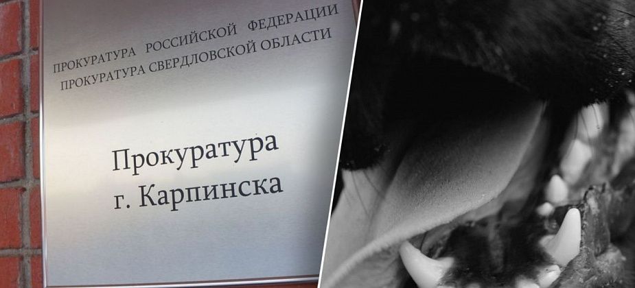 Прокуратура проводит проверку по факту нападения собаки на 10-летнего мальчика