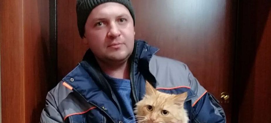 Краснотурьинский кот, три дня просидевший на столбе освещения, нашел  хозяев