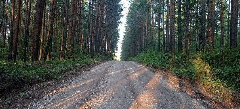 Вырубленные в лесу деревья продали предпринимателю за 660 тысяч рублей
