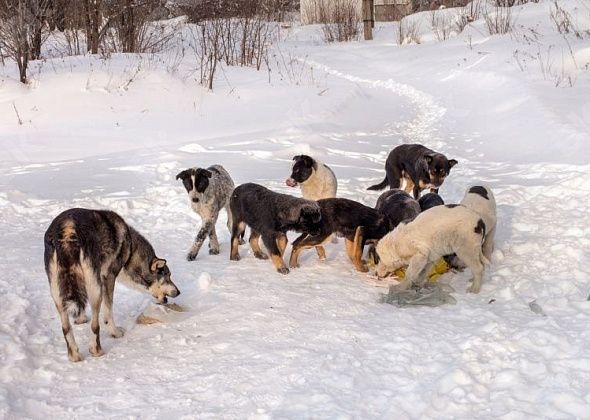 Для отлова собак городской бюджет получил около 200 000 рублей