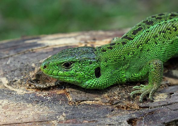 Прогулка ящерицы