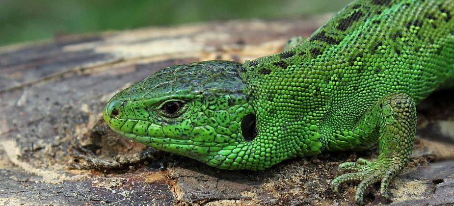 Прогулка ящерицы