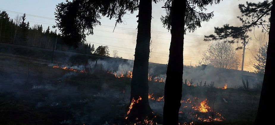 Как спасти лес от пожара: штрафы, беседы, отказ от «лесопожарной лжи» и личная ответственность каждого