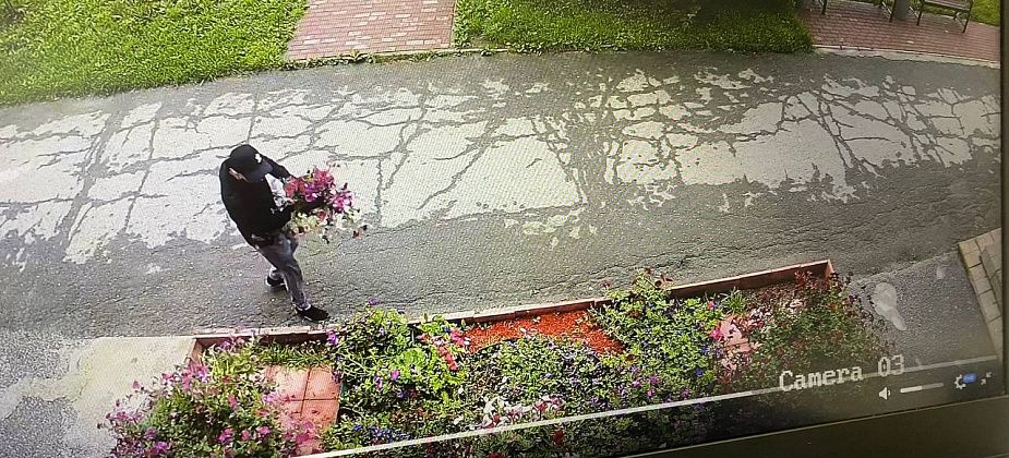 Неизвестный нарвал цветов с библиотечных клумб. Библиотека заявила в полицию