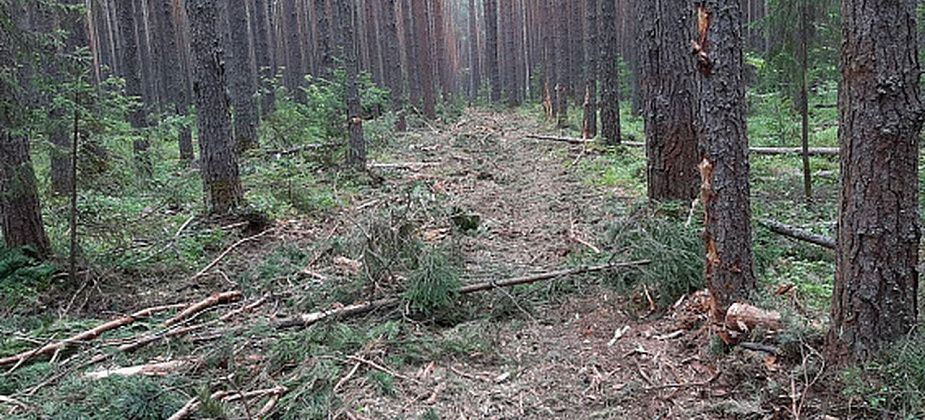 Мэрия продаст меньше вырубленных деревьев, чем планировалось