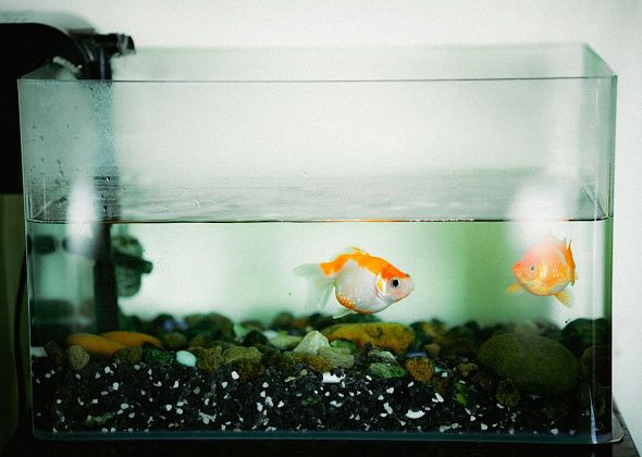Самый “тихий питомец”: как выбрать первую рыбку и аквариум домой
