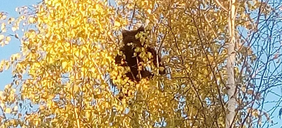 "Испугался, что мамаша выскочит..." В Серове медведь залез на дерево