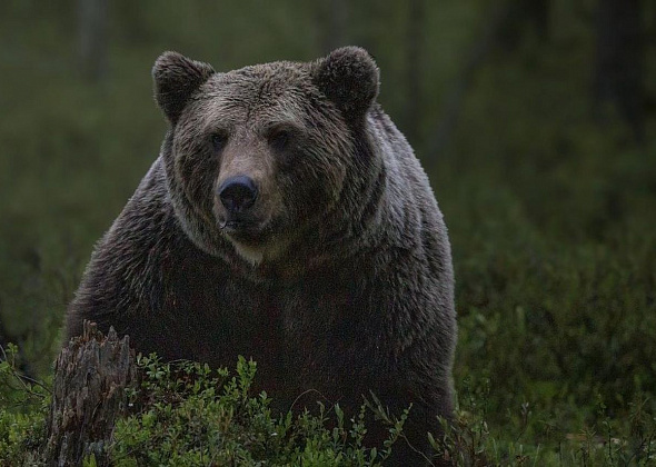 Одного из краснотурьинских медведей, выходящего к людям, устранили