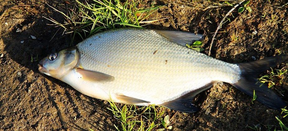 Ветераны боевых действий соревновались в рыбной ловле на Какве