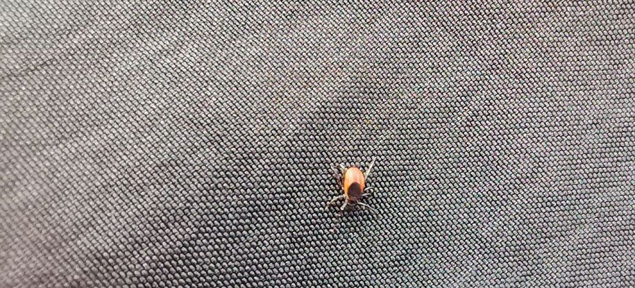 Трое краснотурьинцев госпитализированы с подозрением на клещевой энцефалит