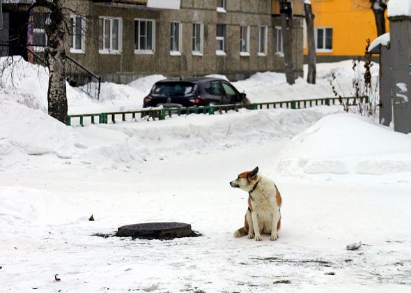 Суд взыскал с мэрии 50 тысяч рублей за нападение бездомной собаки на подростка