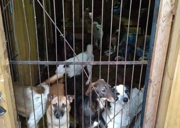 В Краснотурьинске уже отловили почти сто собак