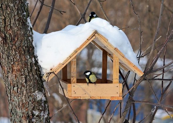 Станция натуралистов подвела итоги городской акции «Покормите птиц зимой»