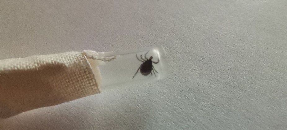 С начала сезона в области зарегистрировано более 28 тысяч пострадавших от клещей