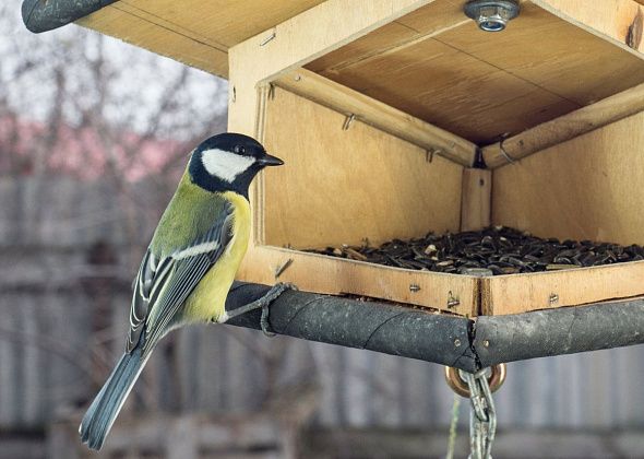 Чем лучше кормить птиц зимой и какую кормушку выбрать?