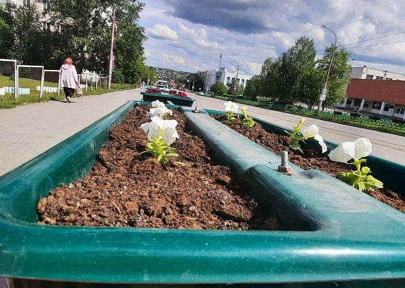 В Краснотурьинске высадят почти 80 тысяч цветов