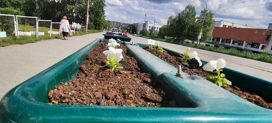 В Краснотурьинске высадят почти 80 тысяч цветов