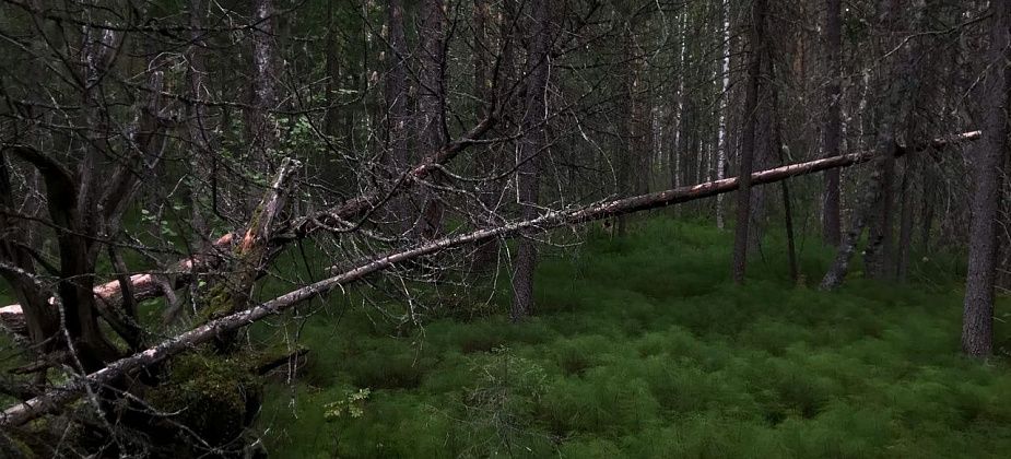 Приметы на 29 апреля. Занимаемся рассадой, не отправляемся на охоту