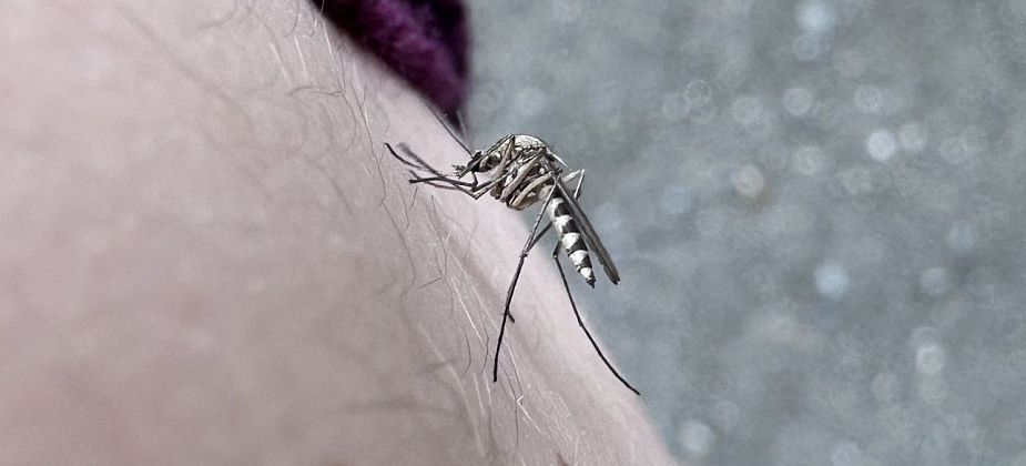 «Даже во дворе не посидеть — жрут дико». Читательница жалуется на... комаров