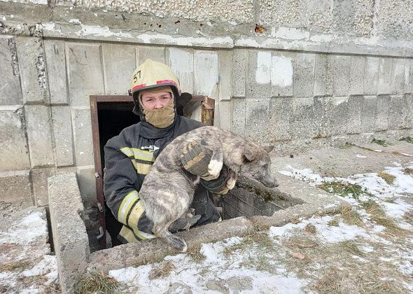 В выходные пожарные спасли собаку, которая провела в заточении почти три дня