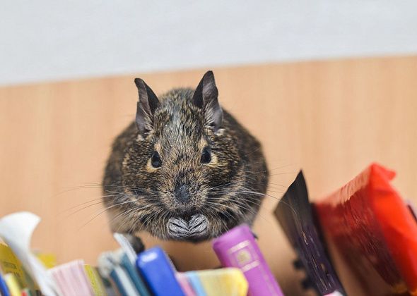 Краснотурьинцы могут помочь с едой для питомцев станции юннатов