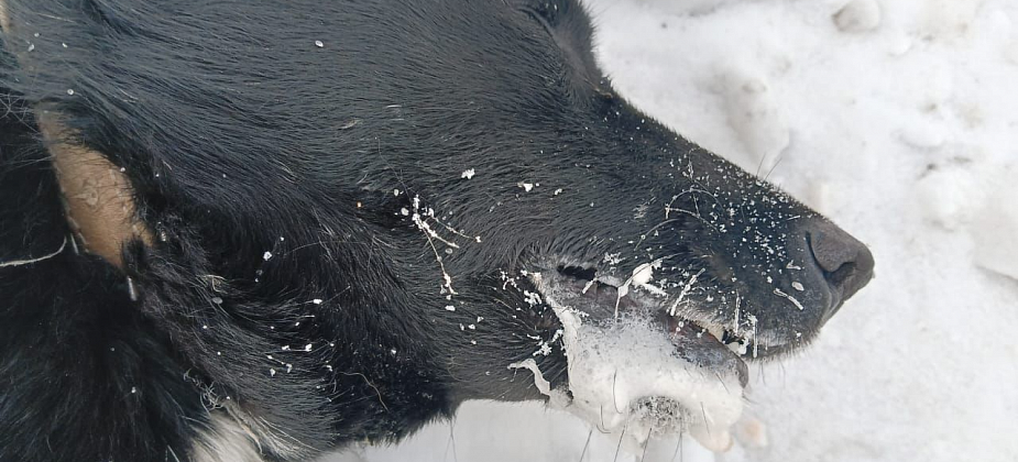 Полиция проверит информацию о якобы отравленной собаке