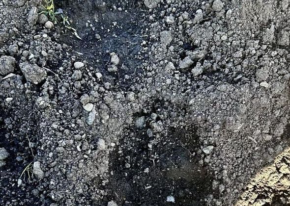 «Очень страшно, что он рядом!» В сад под Краснотурьинском заходил медведь