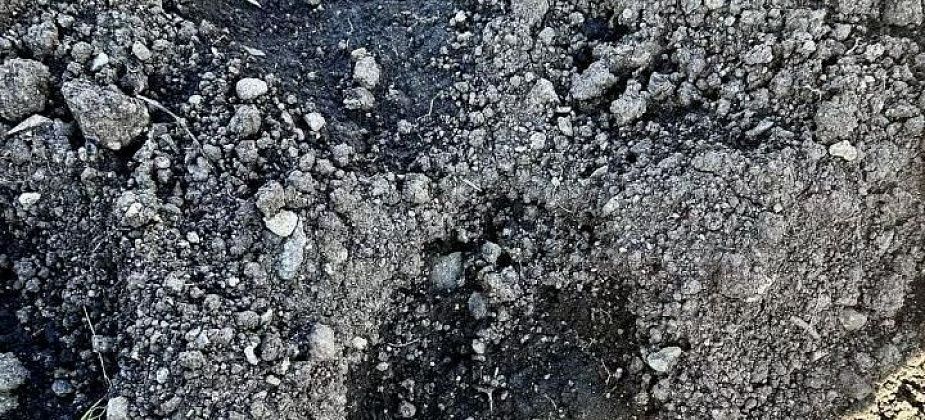 «Очень страшно, что он рядом!» В сад под Краснотурьинском заходил медведь