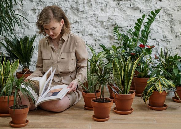 5 растений для квартиры, за которыми ухаживать проще, чем кажется