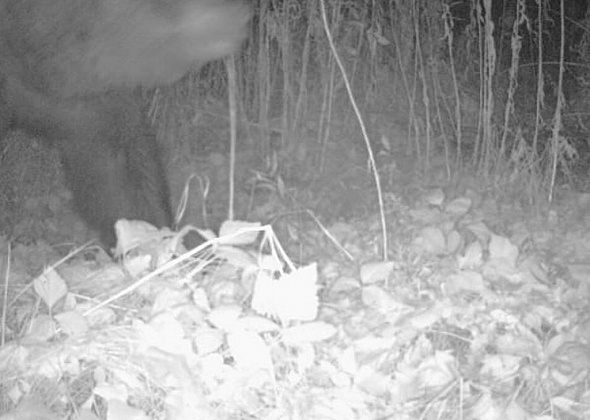 Садоводы сами приучают медведя к «халяве». Рассказываем, почему это опасно и как хищник может проникнуть в дом