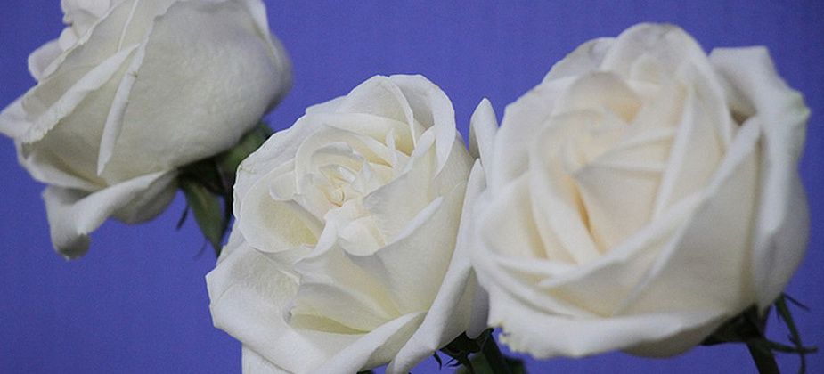 Мэрия Краснотурьинска так и не нашла поставщика цветов