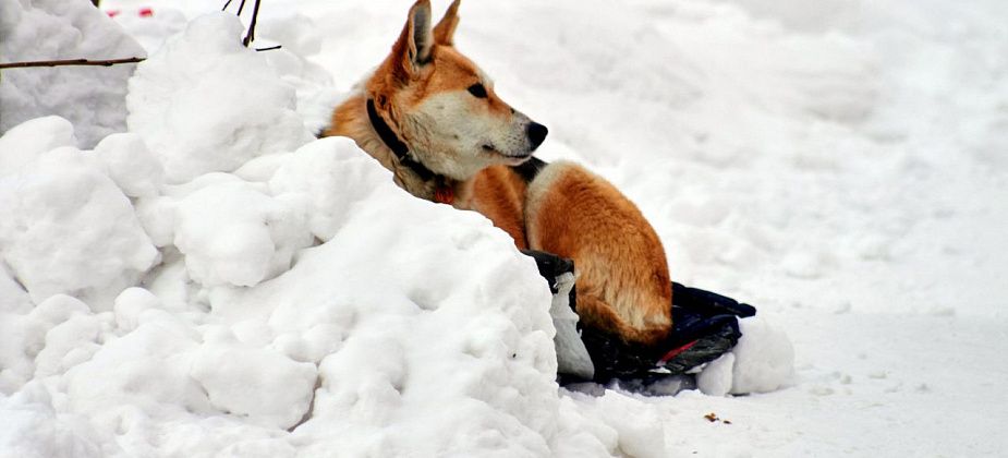 В больнице рассказали о покусанном собакой пенсионере
