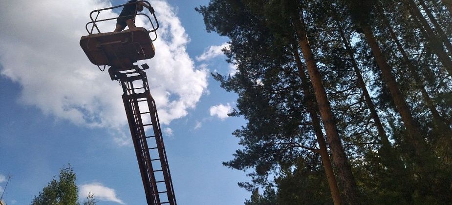 Спасли кошку, просидевшую на дереве сутки 