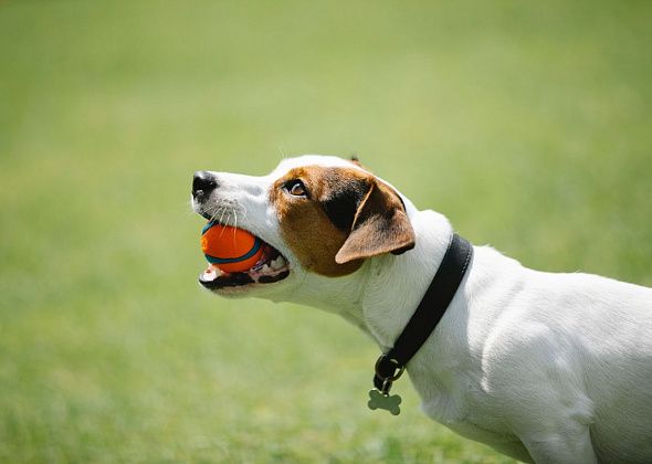 Лабиринты с лакомствами и перетягивание каната: какие игры полезны для развития собак