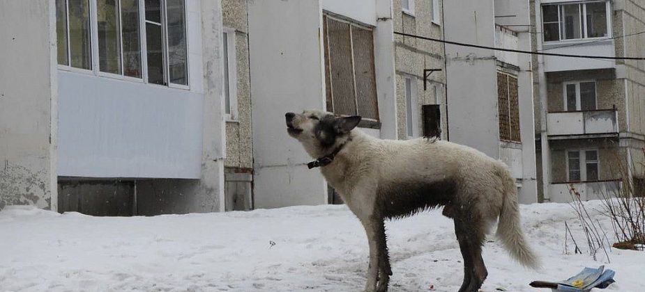 "Тех, кто выбрасывает собак, нужно наказывать рублем"