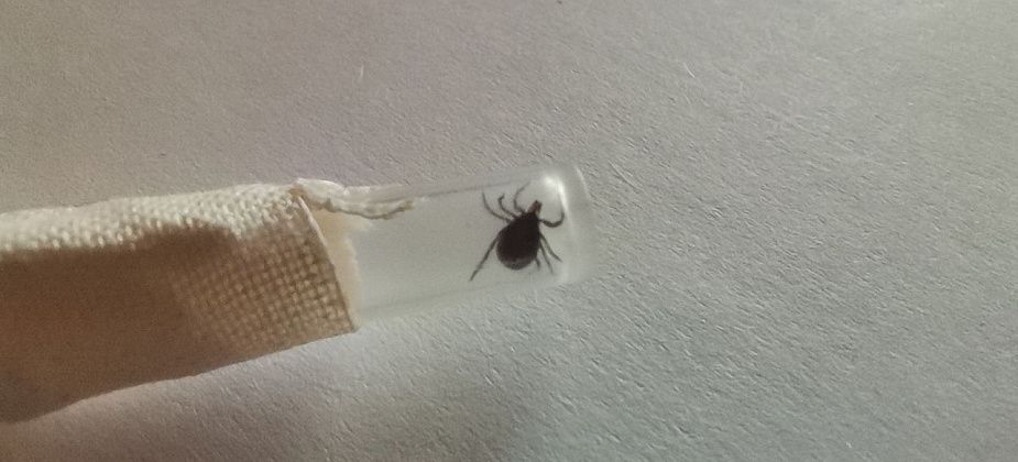 Первые пострадавшие от клещей краснотурьинцы – школьники 8 и 10 лет