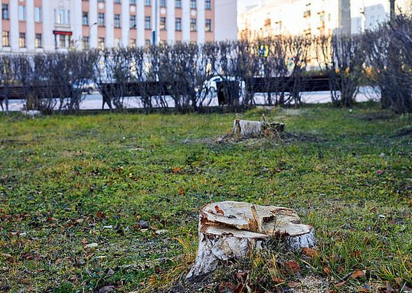 На площади вырубили деревья