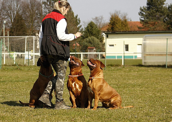 В Краснотурьинске пройдут соревнования по дрессировке собак