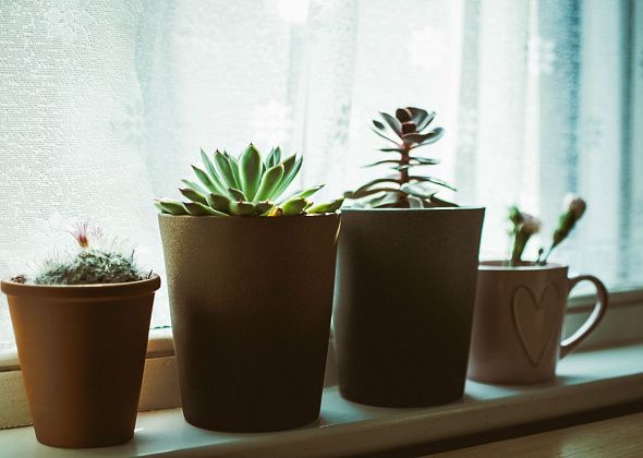Пять правил ухода за комнатными растениями