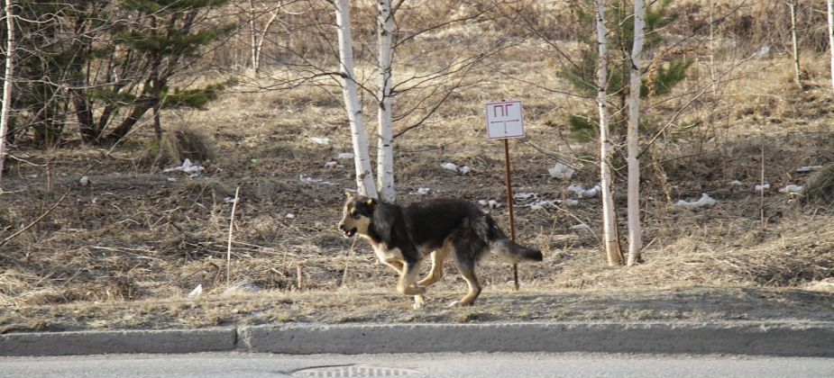 В Краснотурьинске стало больше бездомных собак